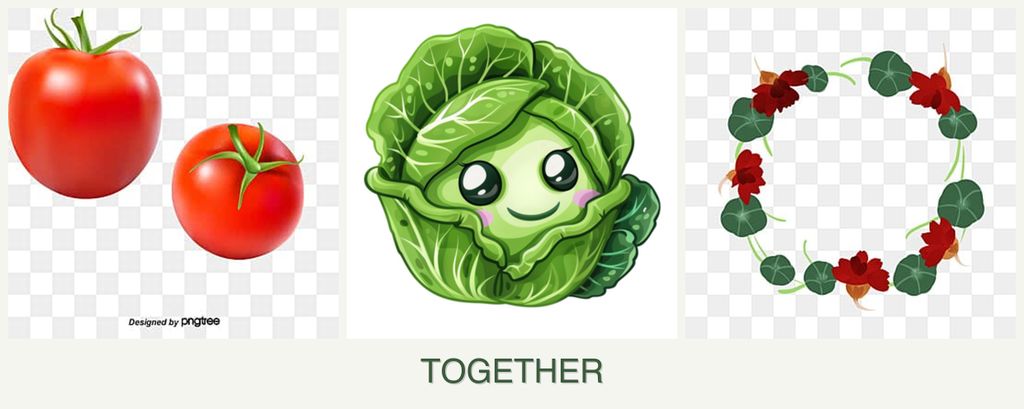 Can you plant tomatoes, cabbage and nasturtiums together?