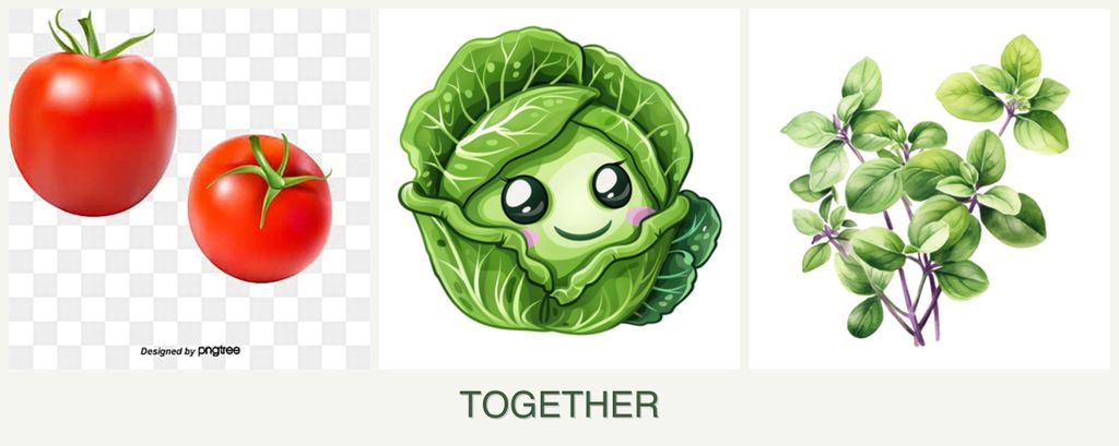 Can you plant tomatoes, cabbage and oregano together?