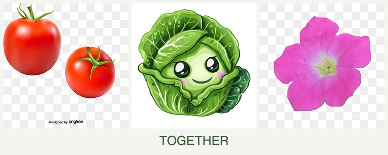 Can you plant tomatoes, cabbage and petunias together?