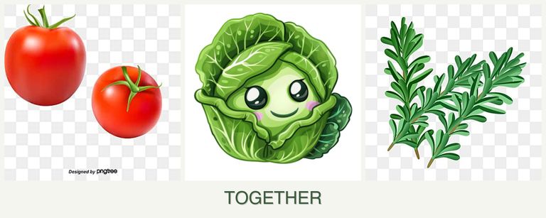 Can you plant tomatoes, cabbage and rosemary together?