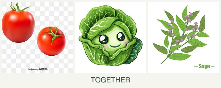 Can you plant tomatoes, cabbage and sage together?