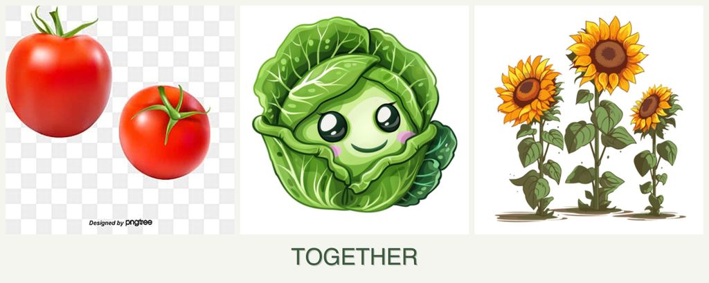 Can you plant tomatoes, cabbage and sunflowers together?