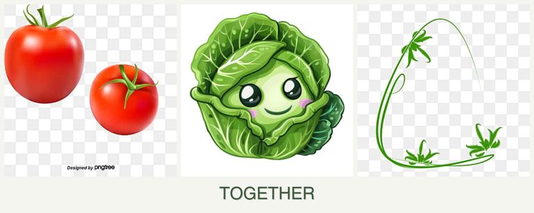 Can you plant tomatoes, cabbage and tarragon together?