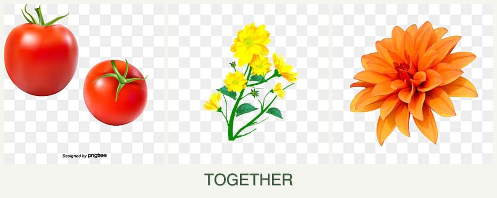 Can you plant tomatoes, calendula and dahlias together?