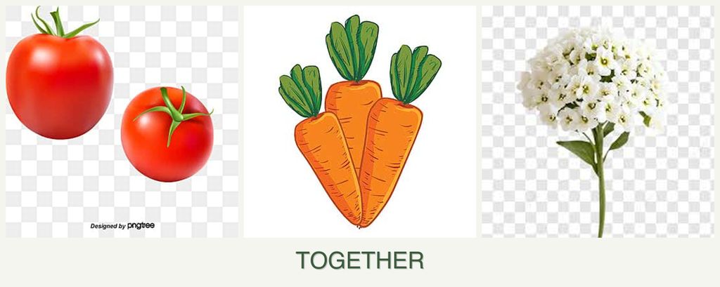 Can you plant tomatoes, carrots and alyssum together?
