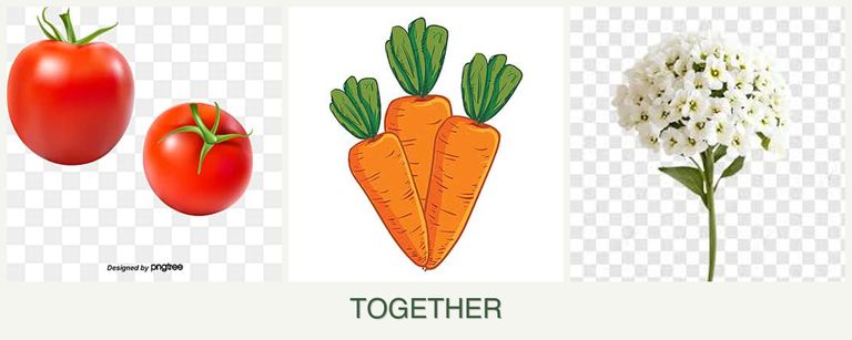 Can you plant tomatoes, carrots and alyssum together?