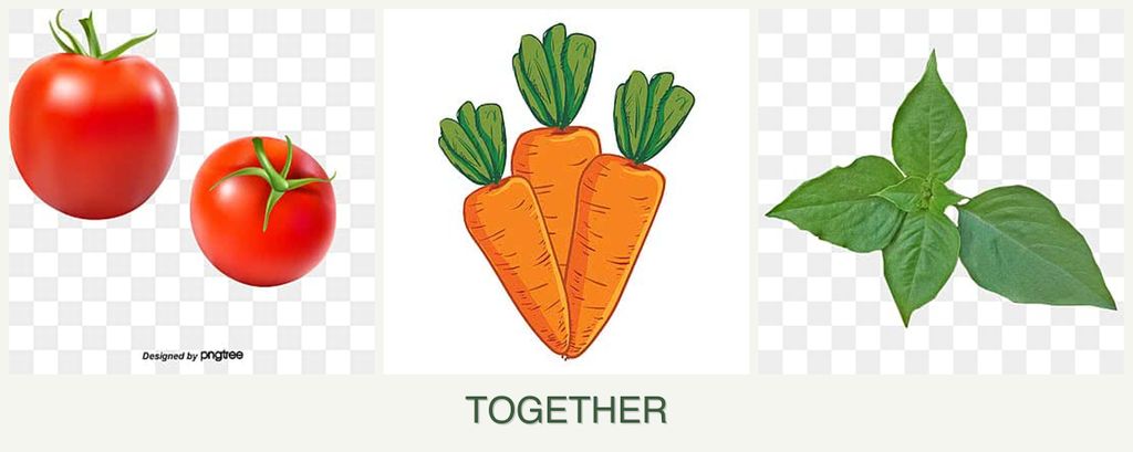 Can you plant tomatoes, carrots and basil together?