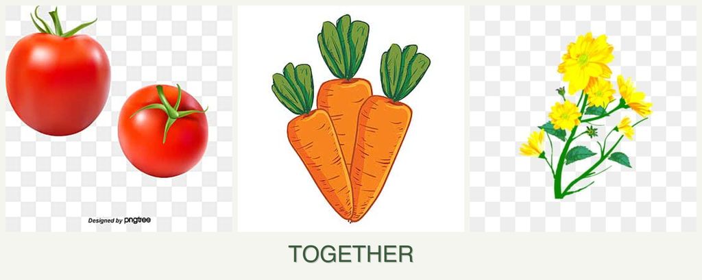 Can you plant tomatoes, carrots and calendula together?
