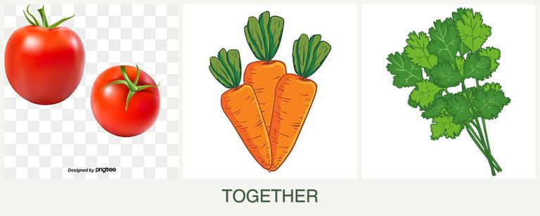 Can you plant tomatoes, carrots and cilantro together?