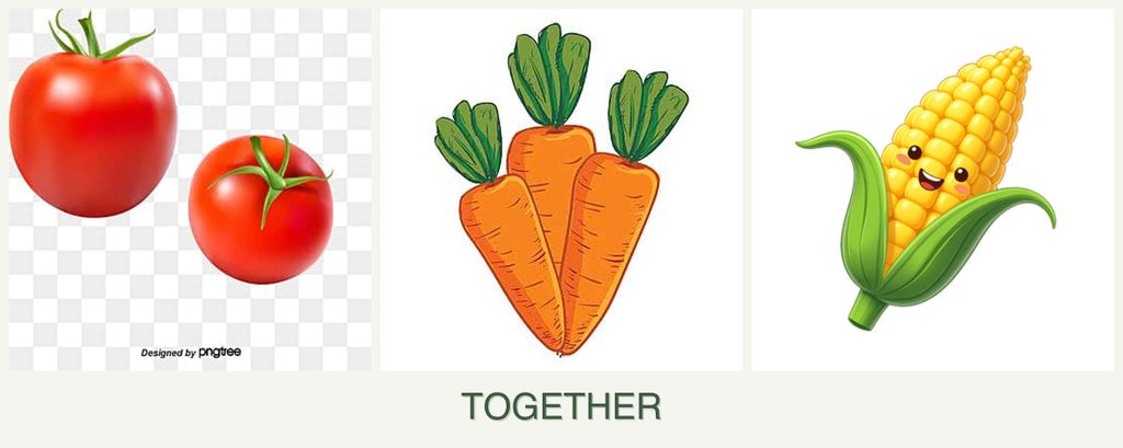 Can you plant tomatoes, carrots and corn together?