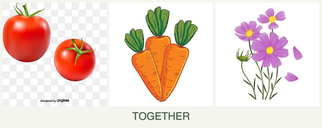 Can you plant tomatoes, carrots and cosmos together?