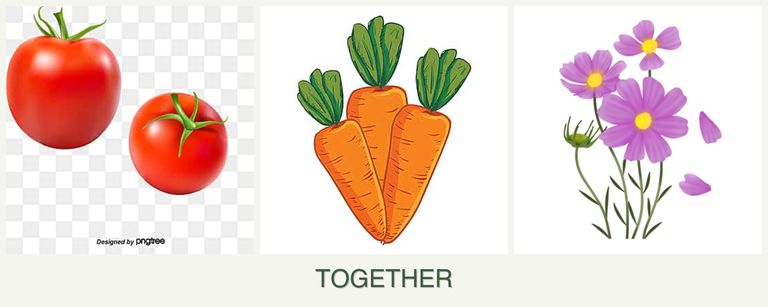 Can you plant tomatoes, carrots and cosmos together?