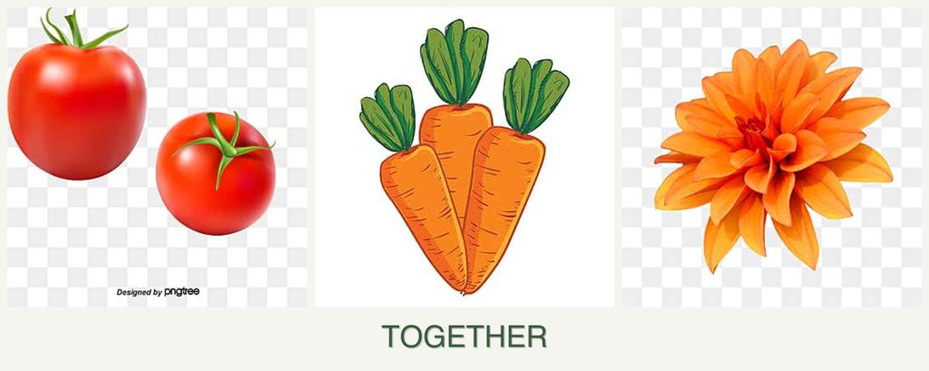 Can you plant tomatoes, carrots and dahlias together?
