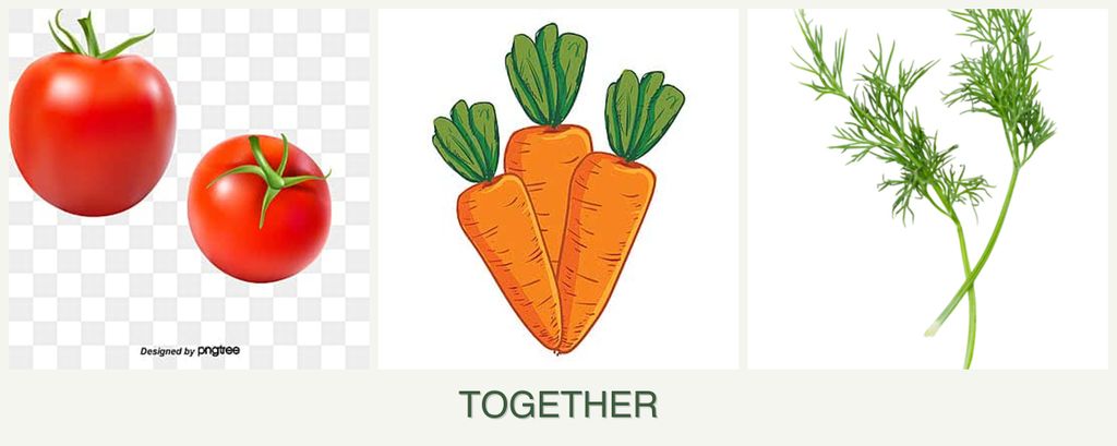 Can you plant tomatoes, carrots and dill together?