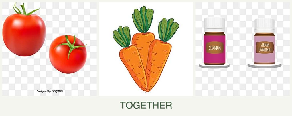 Can you plant tomatoes, carrots and geraniums together?