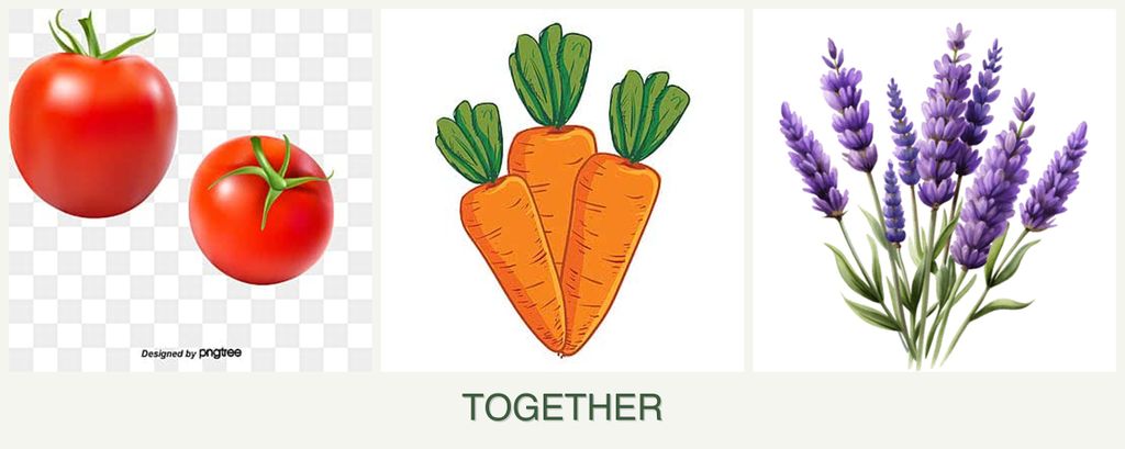 Can you plant tomatoes, carrots and lavender together?