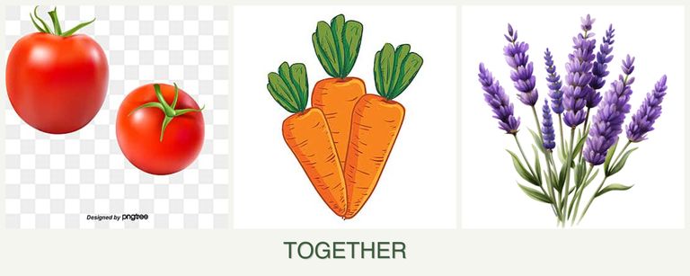 Can you plant tomatoes, carrots and lavender together?