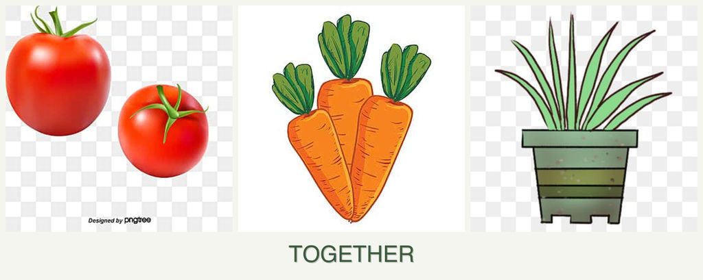 Can you plant tomatoes, carrots and lemongrass together?