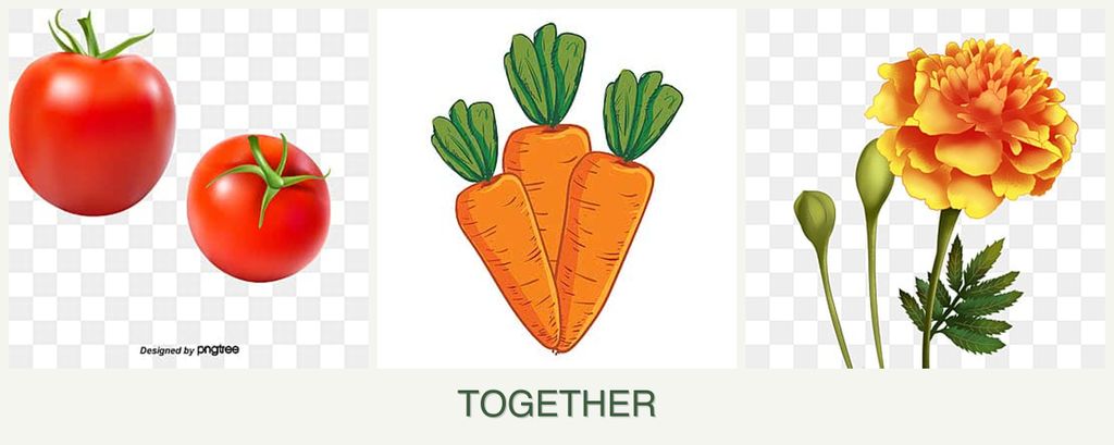Can you plant tomatoes, carrots and marigolds together?