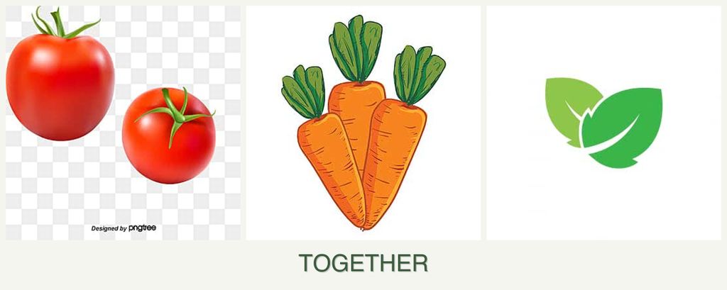 Can you plant tomatoes, carrots and mint together?
