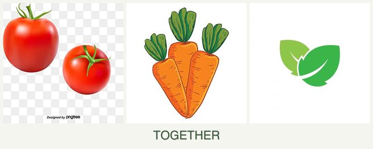 Can you plant tomatoes, carrots and mint together?