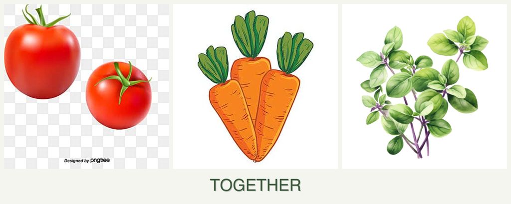 Can you plant tomatoes, carrots and oregano together?