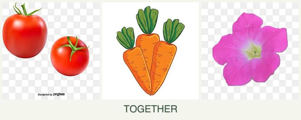 Can you plant tomatoes, carrots and petunias together?