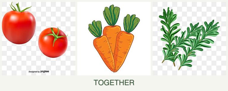Can you plant tomatoes, carrots and rosemary together?