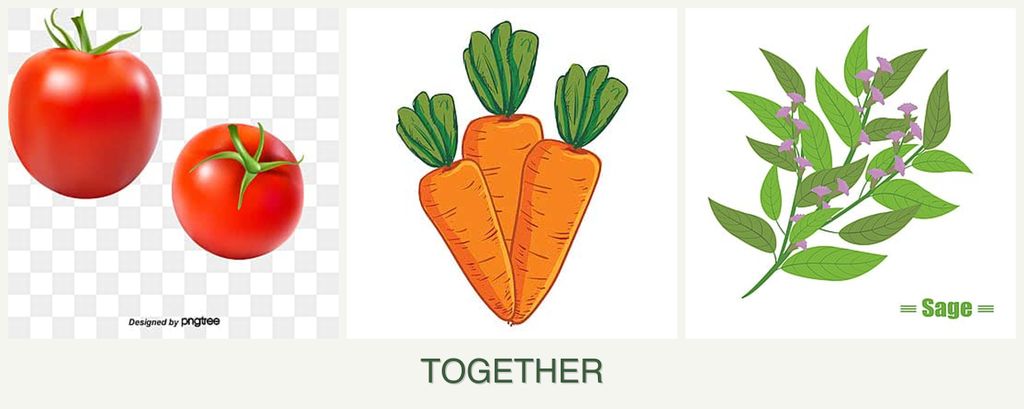 Can you plant tomatoes, carrots and sage together?