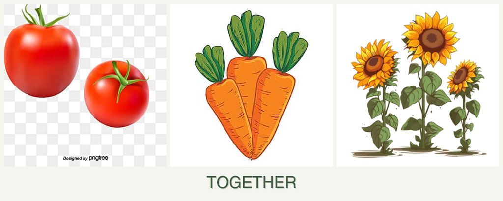 Can you plant tomatoes, carrots and sunflowers together?