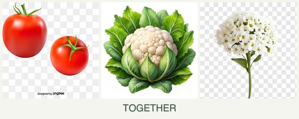 Can you plant tomatoes, cauliflower and alyssum together?