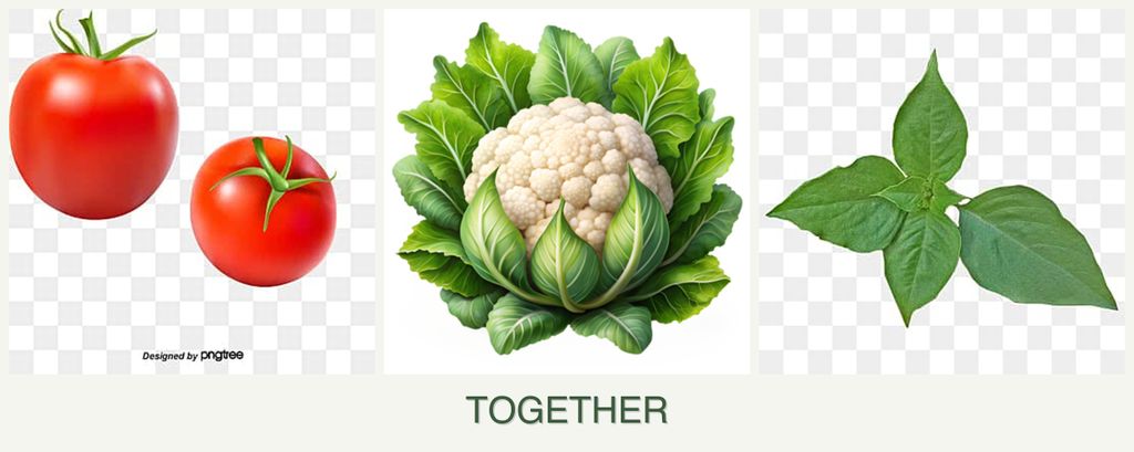 Can you plant tomatoes, cauliflower and basil together?