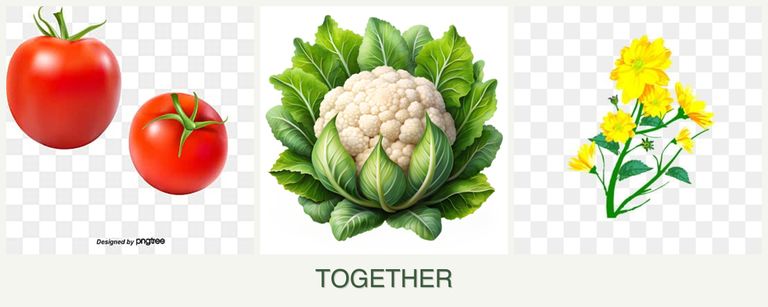 Can you plant tomatoes, cauliflower and calendula together?