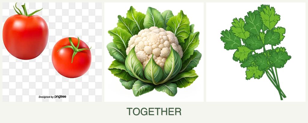 Can you plant tomatoes, cauliflower and cilantro together?