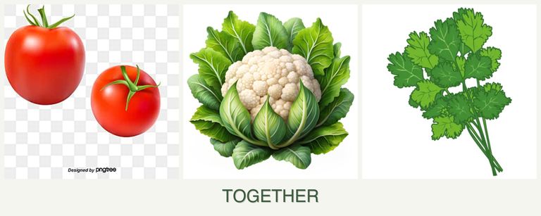 Can you plant tomatoes, cauliflower and cilantro together?