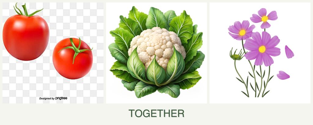 Can you plant tomatoes, cauliflower and cosmos together?