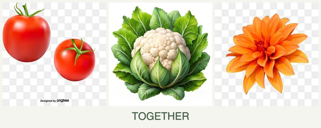 Can you plant tomatoes, cauliflower and dahlias together?