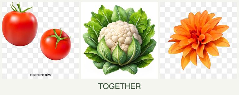 Can you plant tomatoes, cauliflower and dahlias together?