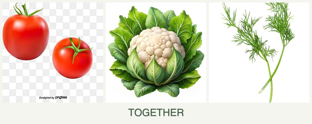 Can you plant tomatoes, cauliflower and dill together?