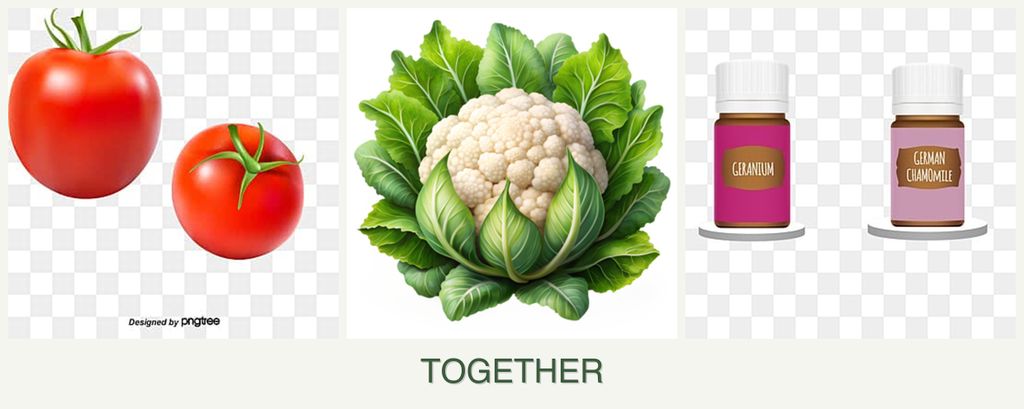 Can you plant tomatoes, cauliflower and geraniums together?