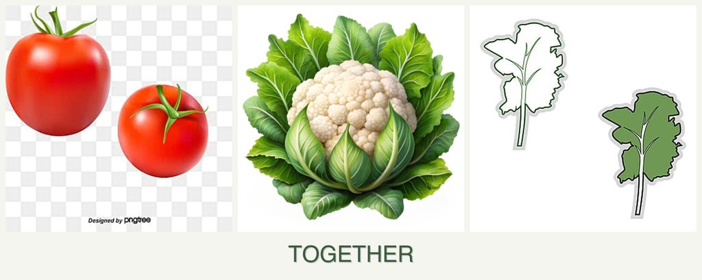 Can you plant tomatoes, cauliflower and kale together?