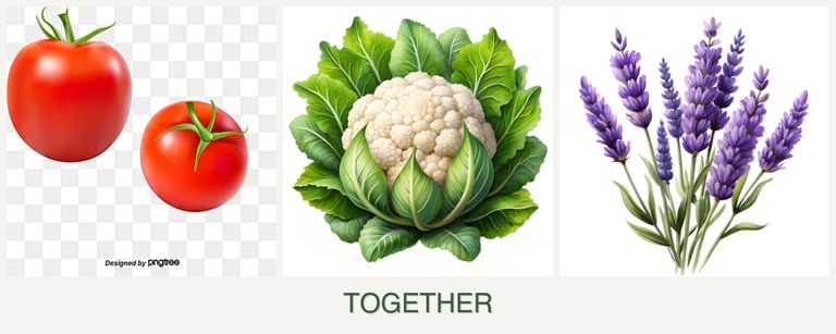 Can you plant tomatoes, cauliflower and lavender together?