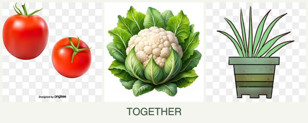 Can you plant tomatoes, cauliflower and lemongrass together?