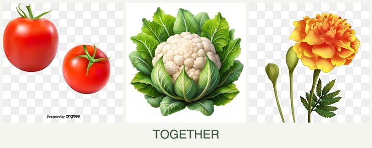 Can you plant tomatoes, cauliflower and marigolds together?