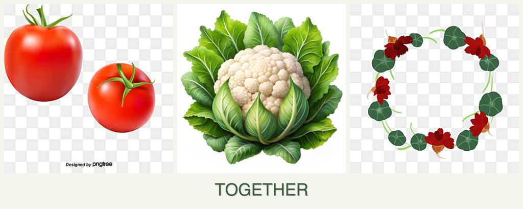 Can you plant tomatoes, cauliflower and nasturtiums together?