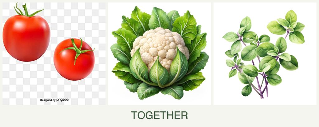 Can you plant tomatoes, cauliflower and oregano together?