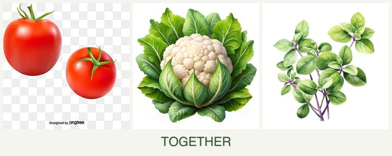 Can you plant tomatoes, cauliflower and oregano together?