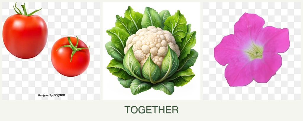 Can you plant tomatoes, cauliflower and petunias together?