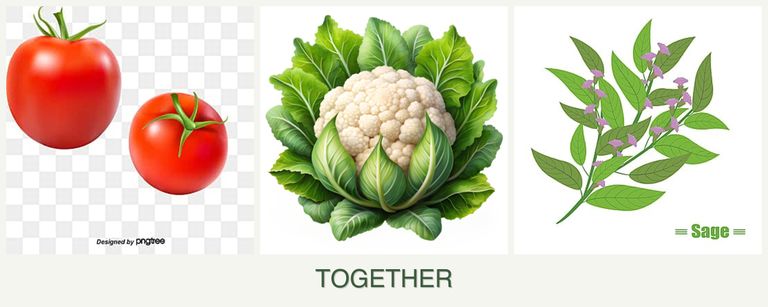 Can you plant tomatoes, cauliflower and sage together?