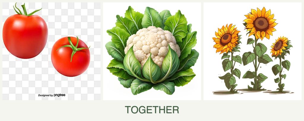 Can you plant tomatoes, cauliflower and sunflowers together?